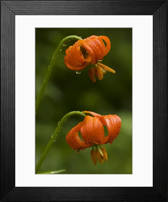 Framed Print : Carnic Lily (Lilium carniolicum) in flower, Julian Alps, Slovenia Framed Print : Carnic Lily (Lilium carniolicum) in flower, Julian Alps, Slovenia