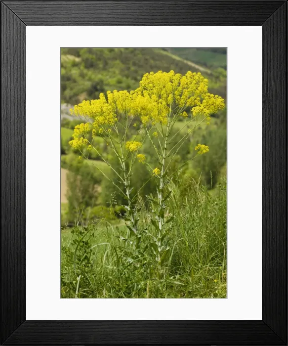 Framed Print : Woad (Isatis tinctoria) in flower on roadside; source of dye. France