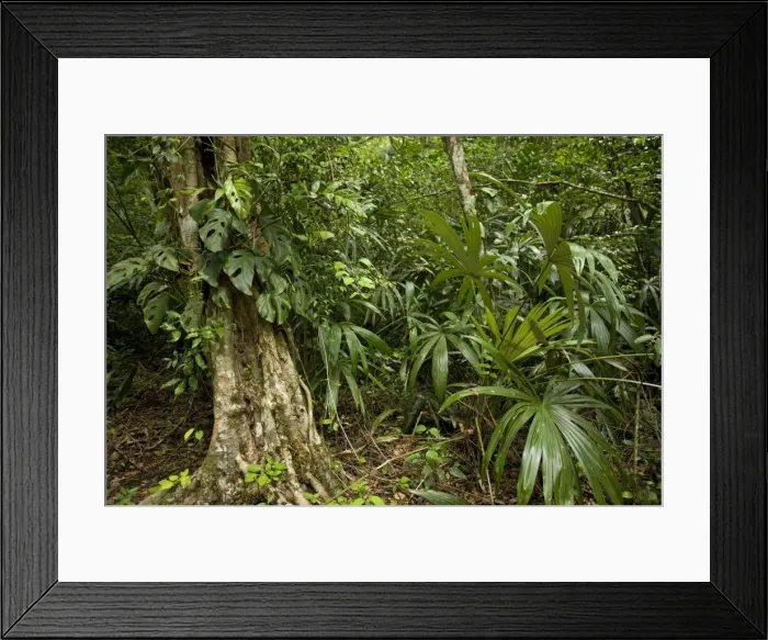 Framed Print : Guatemala - rainforest Framed Print : Guatemala - rainforest