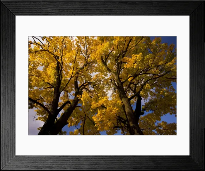 Framed Print : Norway maples Acer platanoides in full autumn colour, Romania Framed Print : Norway maples Acer platanoides in full autumn colour, Romania