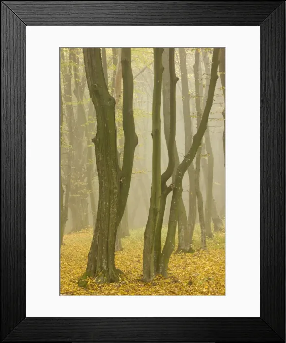 Framed Print : Beech and hornbeam woodland in the mist, Breite, near Sigishoara; Transylvania, Romania Framed Print : Beech and hornbeam woodland in the mist, Breite, near Sigishoara; Transylvania, Romania