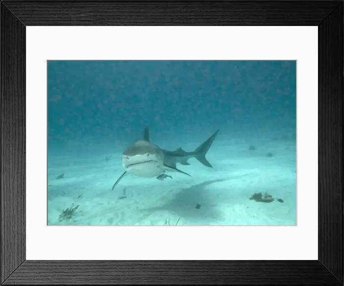 Framed Print : Tiger Shark - Bahamas Framed Print : Tiger Shark - Bahamas