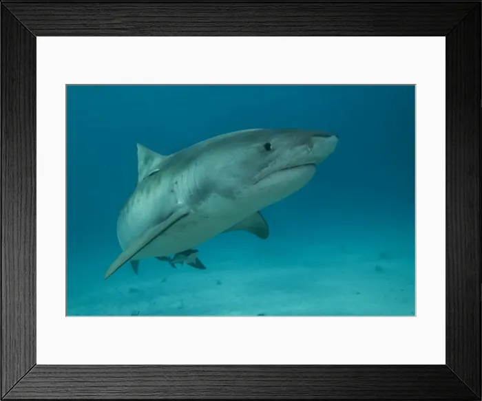 Framed Print : Tiger Shark Framed Print : Tiger Shark