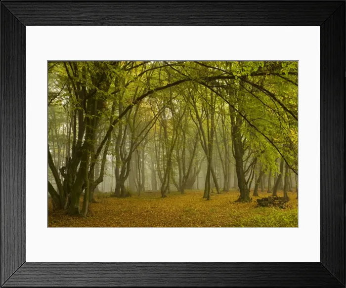 Framed Print : Ancient wood pasture with old oaks and beeches in the mist, autumn; the Breite nature reserve near Sigishoara; Transylvania, Romania Framed Print : Ancient wood pasture with old oaks and beeches in the mist, autumn; the Breite nature reserve near Sigishoara; Transylvania, Romania