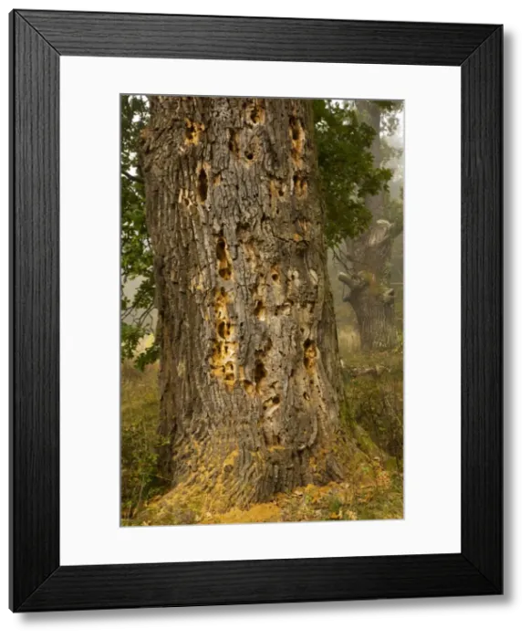 Framed Print : Ancient oak tree with beetle and woodpecker holes in wood pasture; the Breite nature reserve near Sigishoara; Transylvania, Romania Framed Print : Ancient oak tree with beetle and woodpecker holes in wood pasture; the Breite nature reserve near Sigishoara; Transylvania, Romania