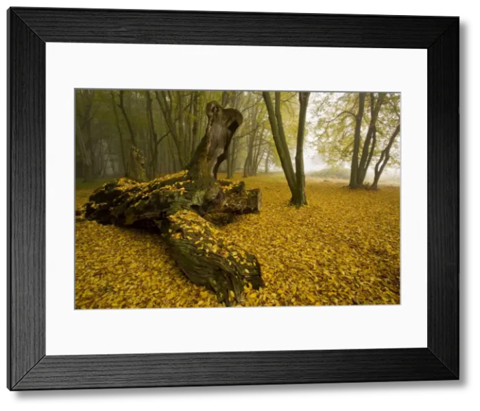 Framed Print : Ancient wood pasture with old oaks and beeches in the mist, autumn; the Breite nature reserve near Sigishoara; Transylvania, Romania Framed Print : Ancient wood pasture with old oaks and beeches in the mist, autumn; the Breite nature reserve near Sigishoara; Transylvania, Romania