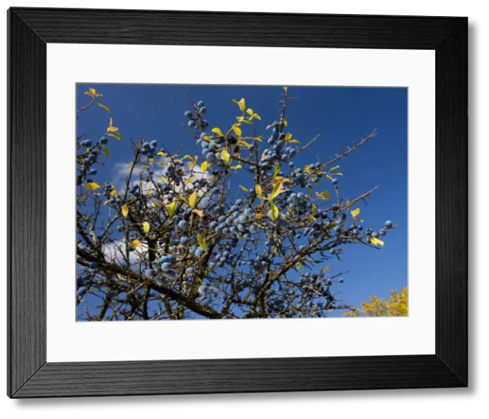 Framed Print : Sloes or blackthorn Prunus spinosa fruit, autumn; Romania Framed Print : Sloes or blackthorn Prunus spinosa fruit, autumn; Romania