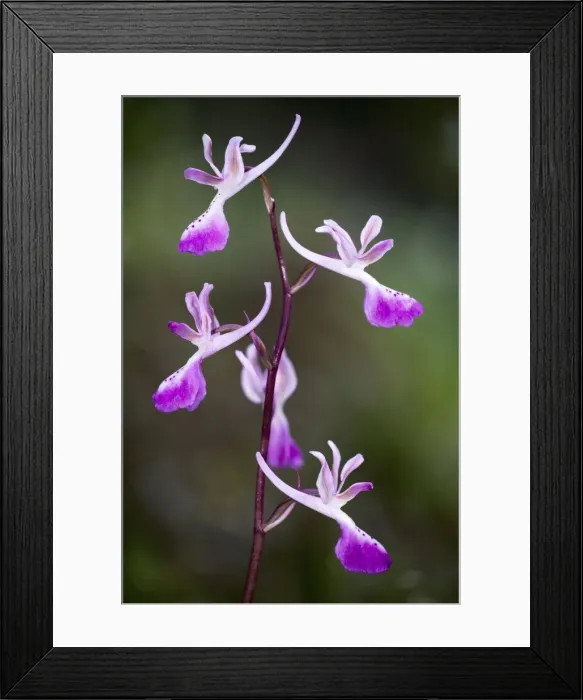 Framed Print : Troodos orchid (Orchis troodi), endemic to Cyprus Framed Print : Troodos orchid (Orchis troodi), endemic to Cyprus