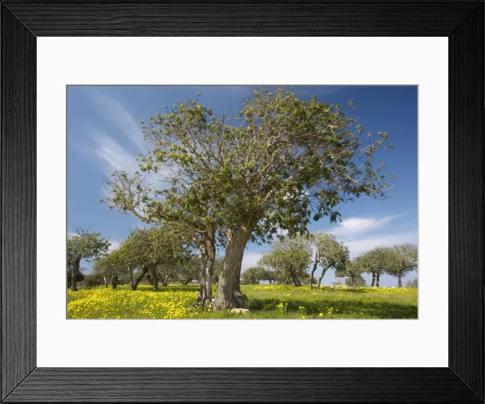 Framed Print : A typical mediterranean scene - masses of Crown Daisies (Chrysanthemum coronaria) under scattered Carob and olive trees, South Cyprus Framed Print : A typical mediterranean scene - masses of Crown Daisies (Chrysanthemum coronaria) under scattered Carob and olive trees, South Cyprus
