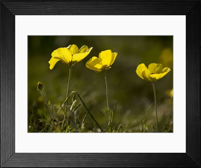 Framed Print : Turban buttercups, yellow form (Ranunculus asiaticus), Cyprus Framed Print : Turban buttercups, yellow form (Ranunculus asiaticus), Cyprus