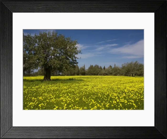 Framed Print : Mass of Bermuda Buttercups (Oxalis pes-caprae) - a very invasive weed from South Africa - and a Carob tree, south Cyprus Framed Print : Mass of Bermuda Buttercups (Oxalis pes-caprae) - a very invasive weed from South Africa - and a Carob tree, south Cyprus