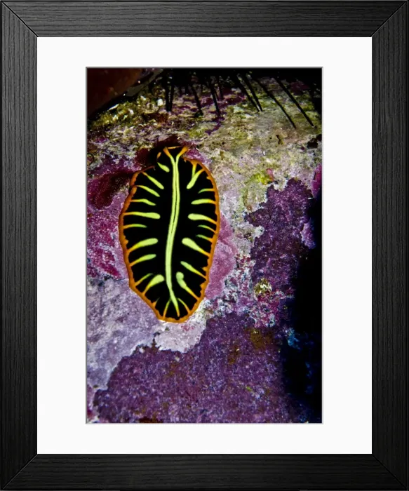 Framed Print : Flat Worm - Indonesia Framed Print : Flat Worm - Indonesia