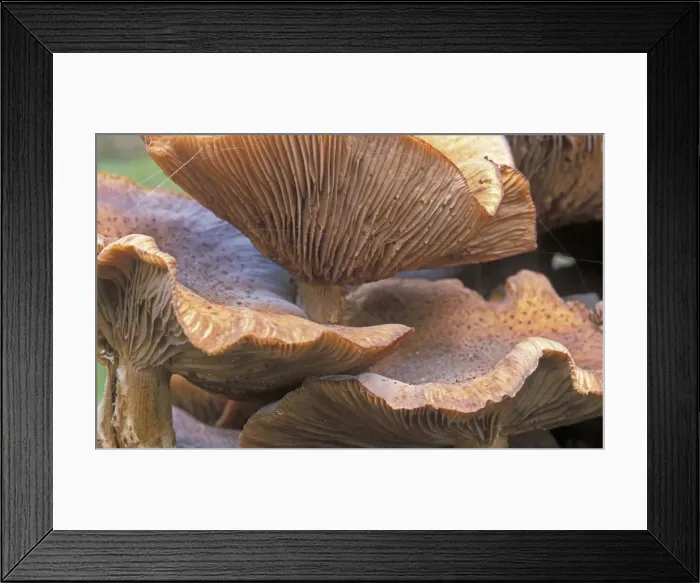 Framed Print : Honey mushroom - Detail hood - The netherlands, Overijssel, forest Staphorst Framed Print : Honey mushroom - Detail hood - The netherlands, Overijssel, forest Staphorst