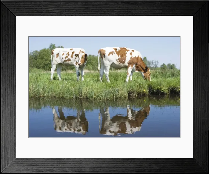 Framed Print : Red and White Cattle - Juvenile cows grazing in meadow - The Netherlands - Overijssel - De Wieden Framed Print : Red and White Cattle - Juvenile cows grazing in meadow - The Netherlands - Overijssel - De Wieden