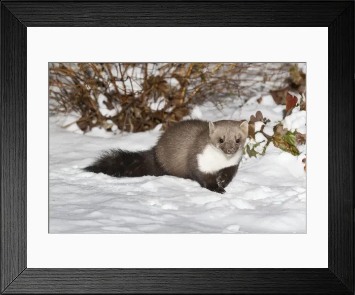 Framed Print : Beech / Stone Marten - in snow covered garden - Lower Saxony - Germany Framed Print : Beech / Stone Marten - in snow covered garden - Lower Saxony - Germany