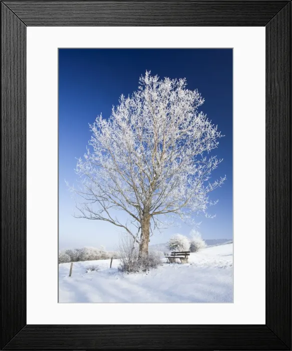 Framed Print : Grey Poplar Tree - covered in frost - Hoher Meissner National park - North Hessen - Germany Digital Manipulation - footprints removed from snow Framed Print : Grey Poplar Tree - covered in frost - Hoher Meissner National park - North Hessen - Germany Digital Manipulation - footprints removed from snow