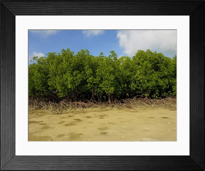 Framed Print : Mangroves - survive well along Queensland's tidal sand flats providing a haven for many young marine animals - Northern Queensland, Australia Framed Print : Mangroves - survive well along Queensland's tidal sand flats providing a haven for many young marine animals - Northern Queensland, Australia