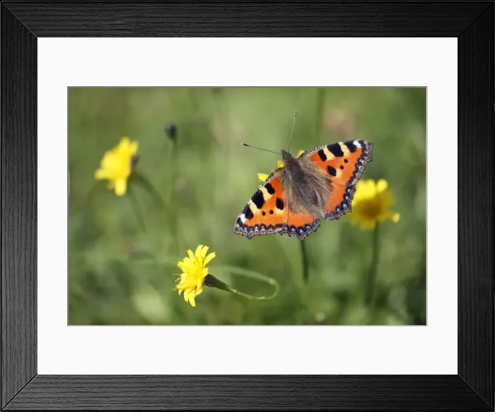 Framed Print : Small Tortoiseshell Butterfly - feeding on Hawkweed flower - Lower Saxony - Germany Framed Print : Small Tortoiseshell Butterfly - feeding on Hawkweed flower - Lower Saxony - Germany