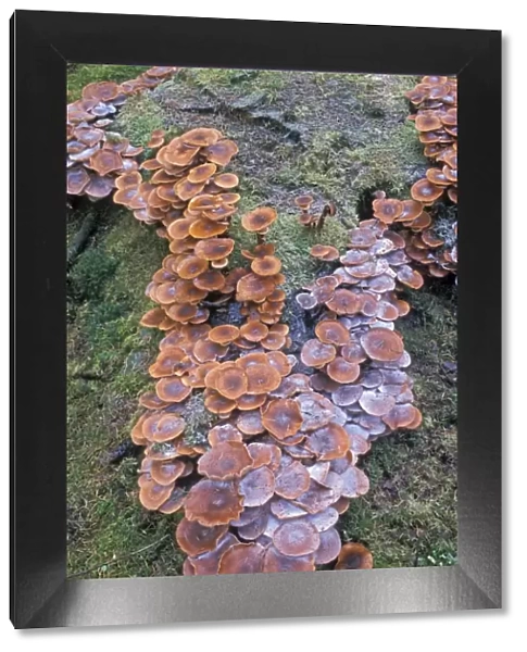 Armillaria ostoyae Fungi - The netherlands, Overijssel, forest Staphorst