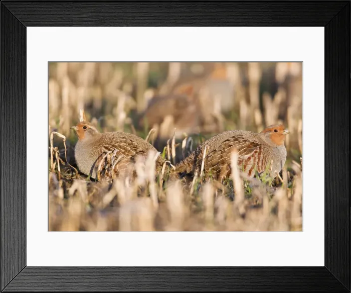 Framed Print : Grey / Common Partridge - covey resting on corn stubble in winter - Lower Saxony - Germany Framed Print : Grey / Common Partridge - covey resting on corn stubble in winter - Lower Saxony - Germany