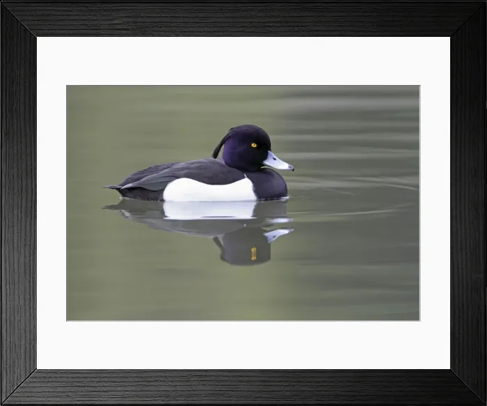 Framed Print : Tufted Duck - male swimming on lake - Hessen - Germany Framed Print : Tufted Duck - male swimming on lake - Hessen - Germany
