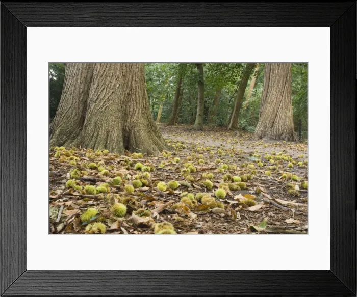 Framed Print : Sweet chestnut Tree in autumn with fallen nuts Framed Print : Sweet chestnut Tree in autumn with fallen nuts