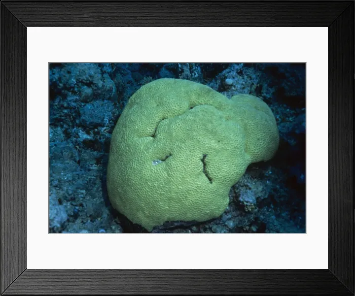 Framed Print : Honeycomb Coral - Coral Sea Framed Print : Honeycomb Coral - Coral Sea