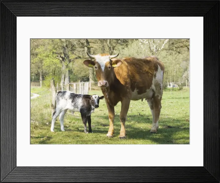 Framed Print : Cattle - Mother with young - The netherlands, Overijssel, Ommen, Eerder achterbroek Framed Print : Cattle - Mother with young - The netherlands, Overijssel, Ommen, Eerder achterbroek