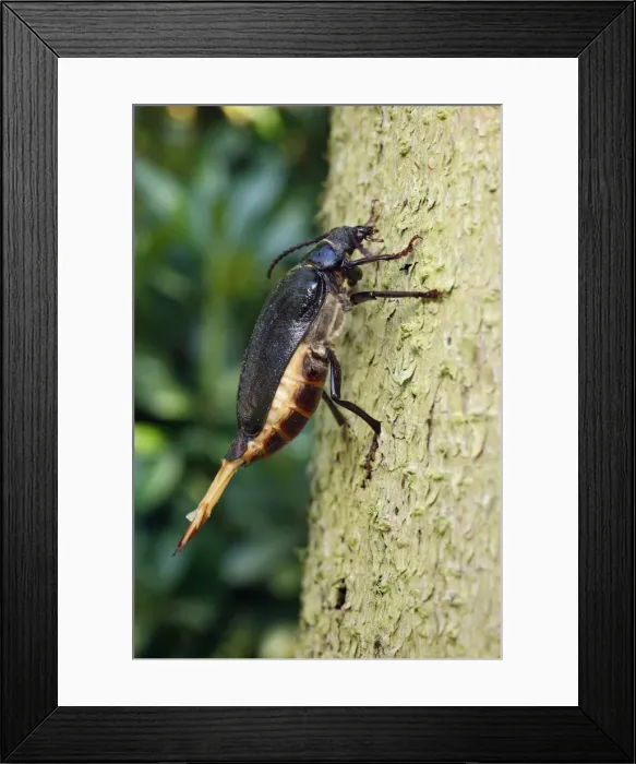 Framed Print : Sawyer / Tanner Beetle - female on tree stump - Lower Saxony - Germany Framed Print : Sawyer / Tanner Beetle - female on tree stump - Lower Saxony - Germany