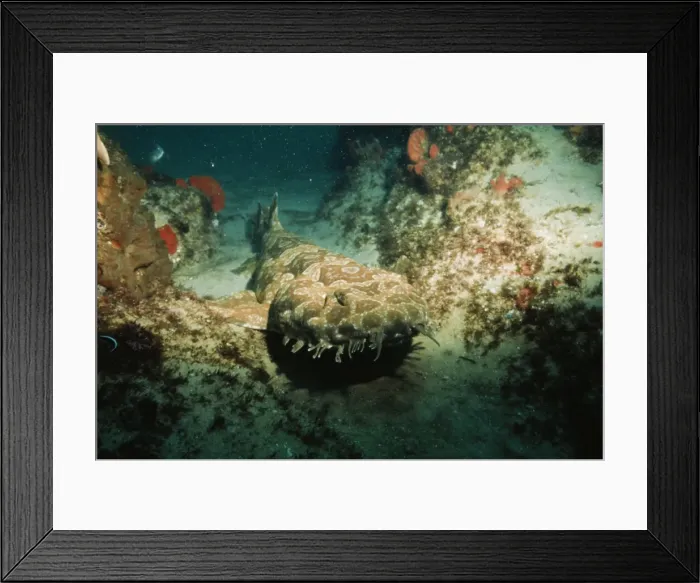 Framed Print : Wobbygong Shark - New South Wales, Australia