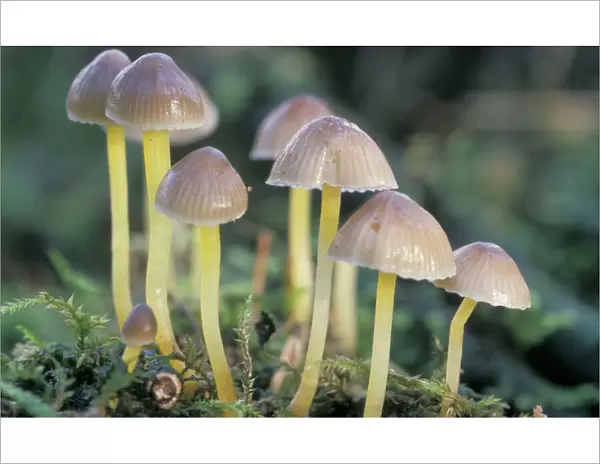 Mycena Mushroom - The Netherlands - Overijssel - forest Staphorst