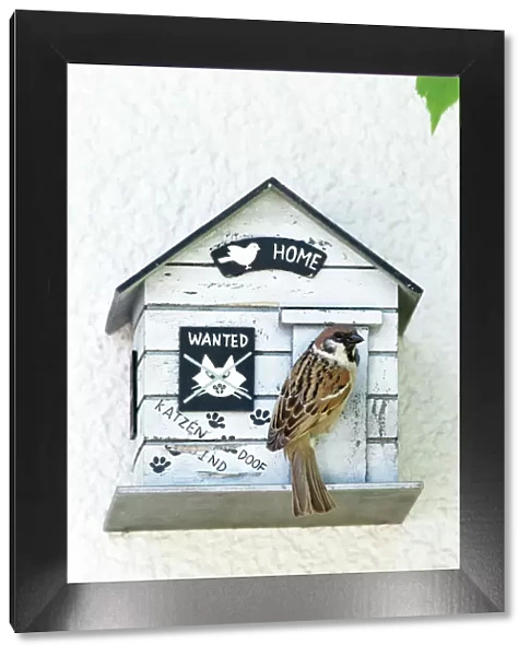 Tree Sparrow - at entrance of nest box - Lower Saxony - Germany