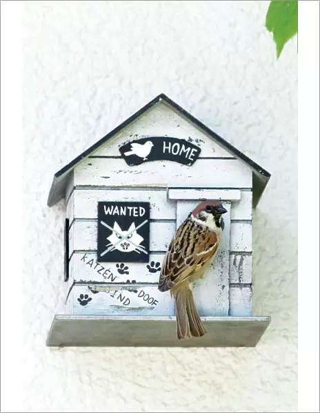 Tree Sparrow - at entrance of nest box - Lower Saxony - Germany
