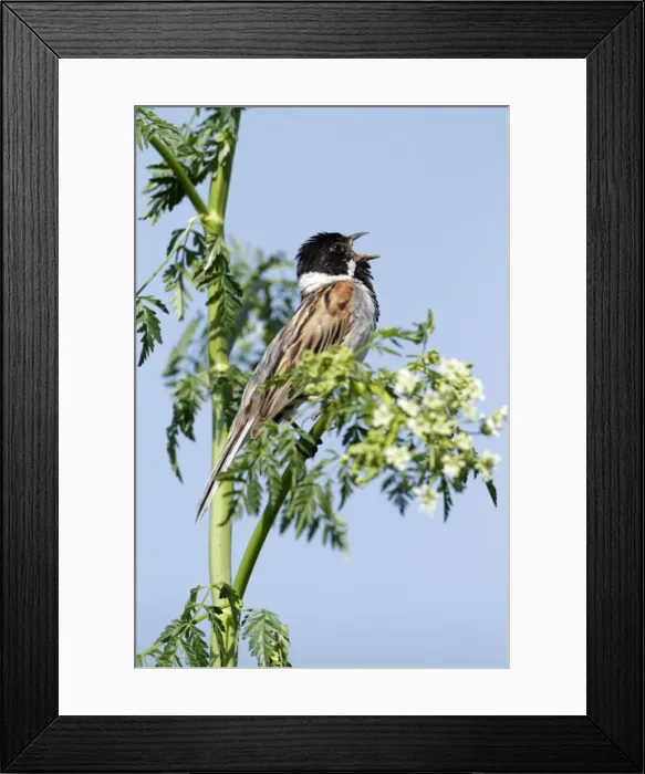 Framed Print : Reed Bunting - male singing from flowering hemlock plant - Hessen - Germany Framed Print : Reed Bunting - male singing from flowering hemlock plant - Hessen - Germany