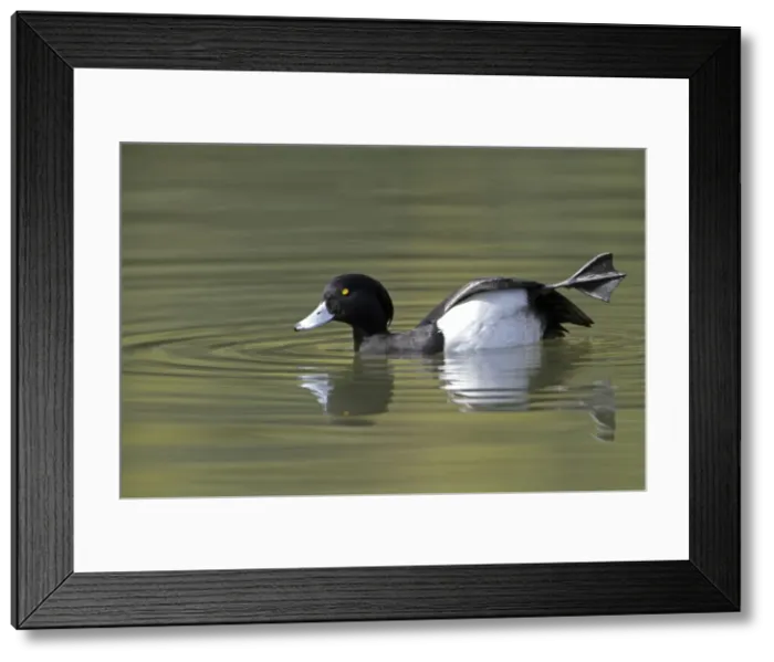 Framed Print : Tufted Duck - male stretching its leg on lake - Hessen - Germany Framed Print : Tufted Duck - male stretching its leg on lake - Hessen - Germany