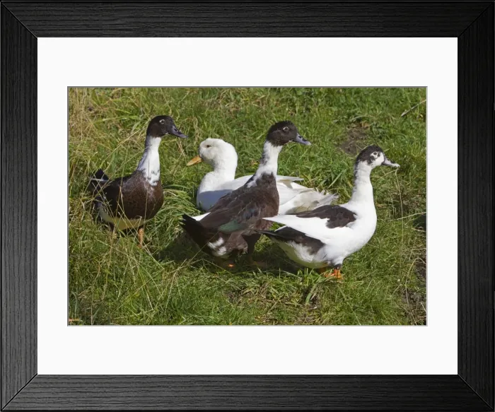 Framed Print : Domestic Ducks - three Muscovy and one Aylesbury - Northumberland - England Framed Print : Domestic Ducks - three Muscovy and one Aylesbury - Northumberland - England