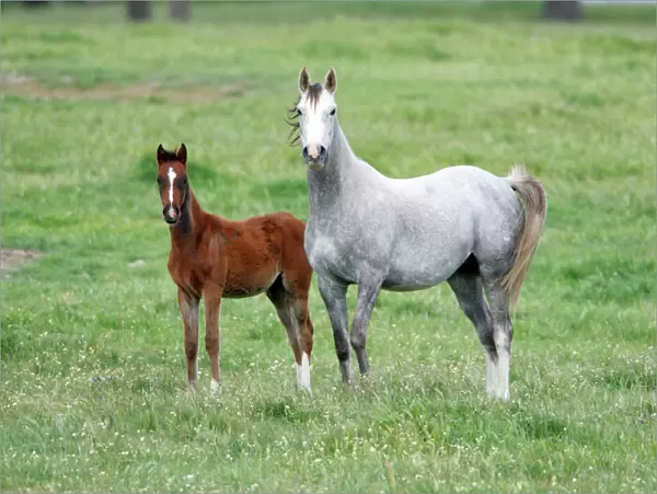 Aracic Horse - mare and foal on meadow, Alentejo, Portugal