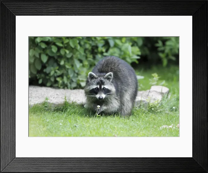 Framed Print : Raccoon - in garden searching for food - Hessen - Germany Framed Print : Raccoon - in garden searching for food - Hessen - Germany