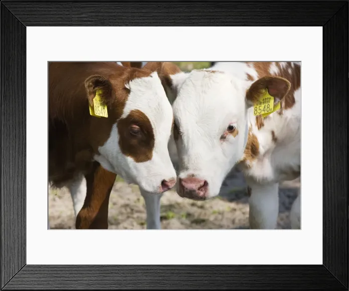 Framed Print : Red and white cattle - Juvenile cows - The Netherlands, Overijssel, De Wieden Framed Print : Red and white cattle - Juvenile cows - The Netherlands, Overijssel, De Wieden
