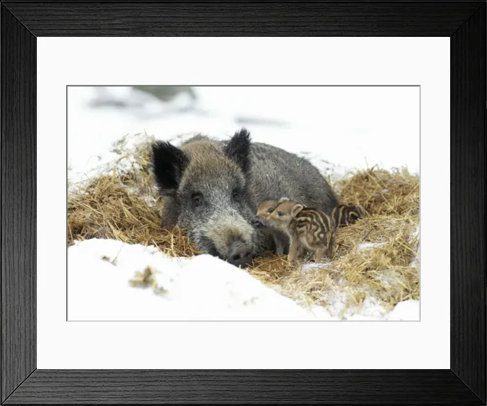 Framed Print : European Wild Pig / Boar - sow with baby piglets in straw nest - winter - Hessen - Germany Framed Print : European Wild Pig / Boar - sow with baby piglets in straw nest - winter - Hessen - Germany