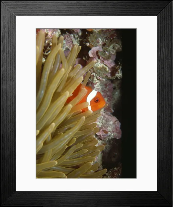 Framed Print : Clown / Anemone Fish - note: uncommon gill spine - Indonesia Framed Print : Clown / Anemone Fish - note: uncommon gill spine - Indonesia