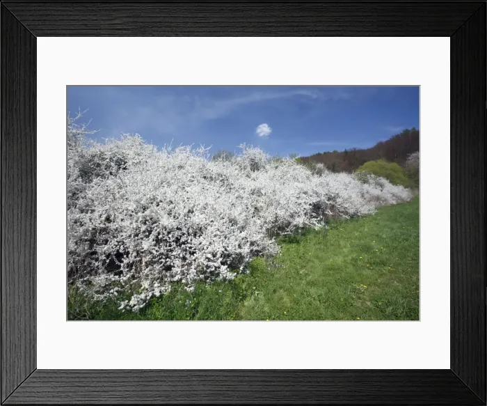 Framed Print : Blackthorn / Sloe - hedge in blossom - Lower Saxony - Germany Framed Print : Blackthorn / Sloe - hedge in blossom - Lower Saxony - Germany