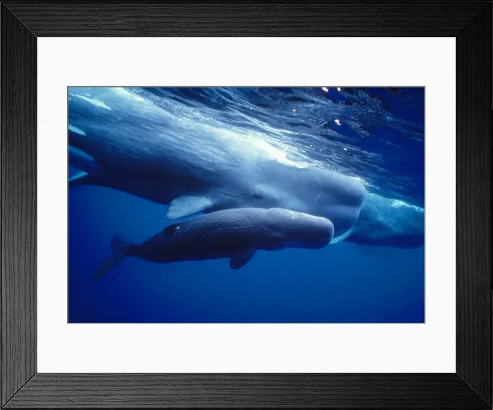 Framed Print : Sperm Whales - mother, daughters and new calf - Azores Framed Print : Sperm Whales - mother, daughters and new calf - Azores