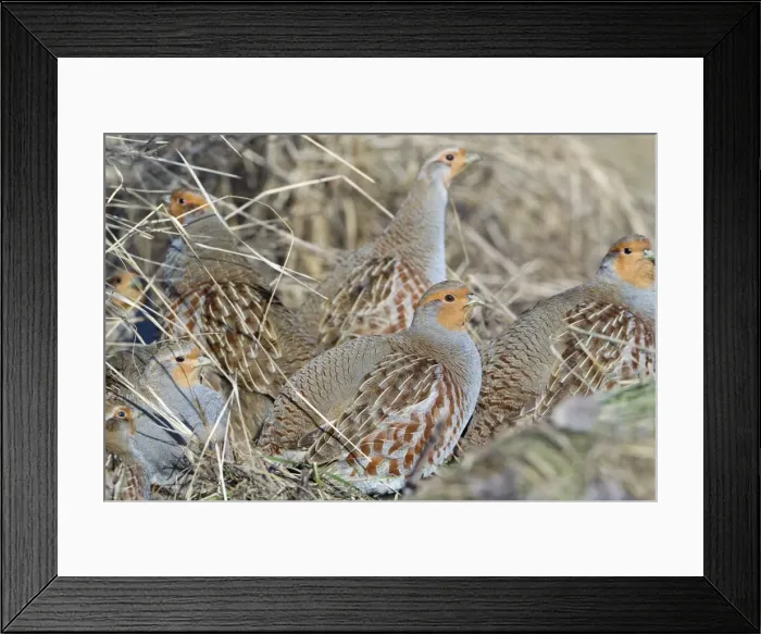 Framed Print : Grey / Common Partridge - covey sunning itself at edge of hedgerow - Lower Saxony - Germany Framed Print : Grey / Common Partridge - covey sunning itself at edge of hedgerow - Lower Saxony - Germany