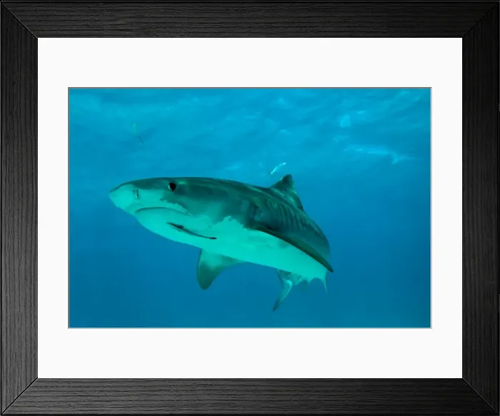 Framed Print : Tiger Shark - female - note hook damage in corner of mouth - Bahamas Framed Print : Tiger Shark - female - note hook damage in corner of mouth - Bahamas