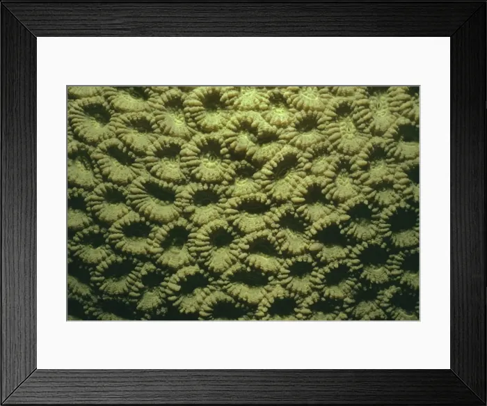 Framed Print : Honeycomb Coral - Polyps - Coral Sea Framed Print : Honeycomb Coral - Polyps - Coral Sea