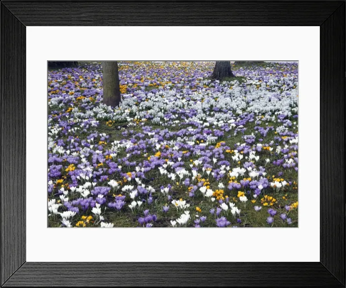 Framed Print : Crocus - flowering in park at springtime - Lower Saxony - Germany Framed Print : Crocus - flowering in park at springtime - Lower Saxony - Germany