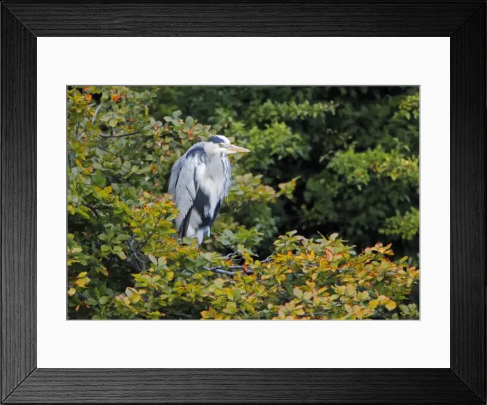 Framed Print : Grey Heron - resting in Beech tree - (Fagus sylvatica) - Northumberland - England Framed Print : Grey Heron - resting in Beech tree - (Fagus sylvatica) - Northumberland - England