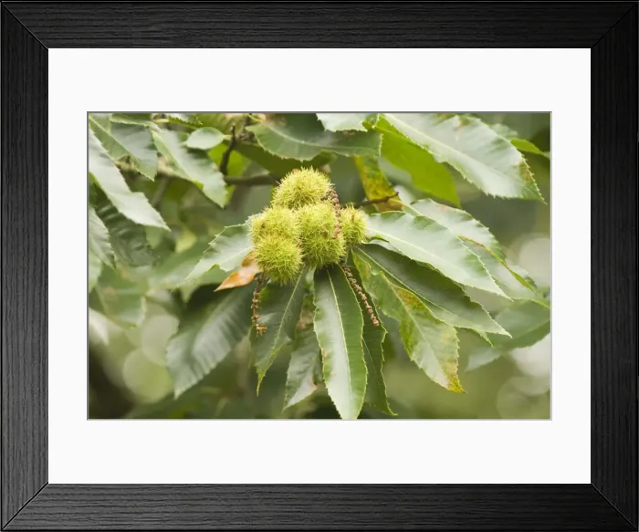 Framed Print : Sweet chestnut Tree in autumn with nuts Framed Print : Sweet chestnut Tree in autumn with nuts