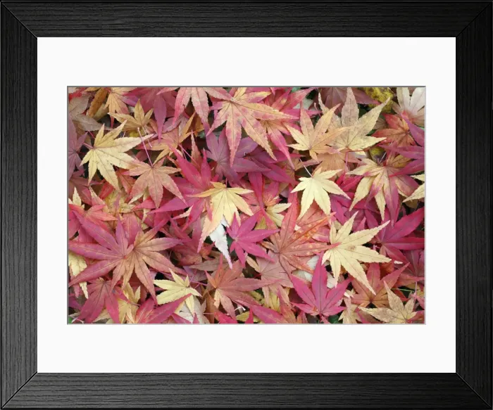 Framed Print : Japanese Maple - leaves on ground - autumn - Hessen - Germany Framed Print : Japanese Maple - leaves on ground - autumn - Hessen - Germany